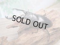 ☆新成虫☆ギラファノコギリクワガタ（亜種ポロブドゥール）♂86ミリ♀フリーサイズペア販売！！