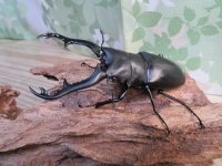 ☆新成虫☆ギラファノコギリクワガタ（亜種ポロブドゥール）♂92ミリ♀フリーサイズペア販売！！