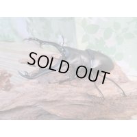 ☆新成虫☆ギラファノコギリクワガタ（亜種ポロブドゥール）♂92ミリ♀フリーサイズペア販売！！