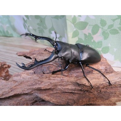 画像1: ☆新成虫☆ギラファノコギリクワガタ（亜種ポロブドゥール）♂92ミリ♀フリーサイズペア販売！！