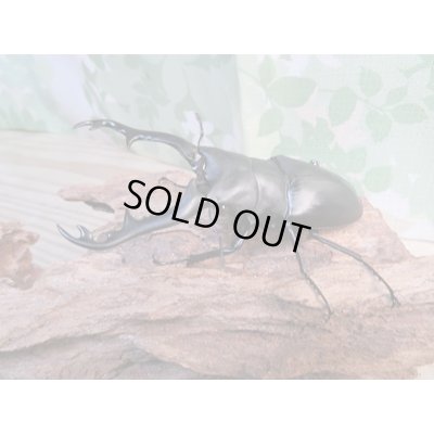 画像1: ☆新成虫☆ギラファノコギリクワガタ（亜種ポロブドゥール）♂92ミリ♀フリーサイズペア販売！！