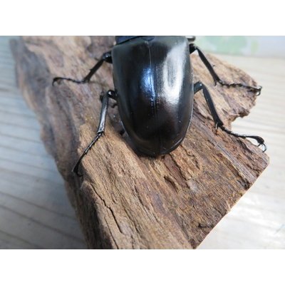 画像3: ☆新成虫☆ギラファノコギリクワガタ（亜種ポロブドゥール）♂90ミリ♀フリーサイズペア販売！！