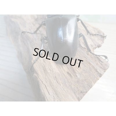 画像3: ☆新成虫☆ギラファノコギリクワガタ（亜種ポロブドゥール）♂90ミリ♀フリーサイズペア販売！！