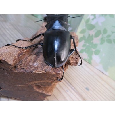 画像3: ☆新成虫☆ギラファノコギリクワガタ（亜種ポロブドゥール）♂92ミリ♀フリーサイズペア販売！！