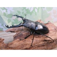 ☆新成虫☆ギラファノコギリクワガタ（亜種ポロブドゥール）♂90ミリ♀フリーサイズペア販売！！