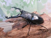 ☆新成虫☆ギラファノコギリクワガタ（亜種ポロブドゥール）♂90ミリ♀フリーサイズペア販売！！