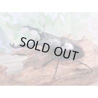 ☆新成虫☆ギラファノコギリクワガタ（亜種ポロブドゥール）♂90ミリ♀フリーサイズペア販売！！