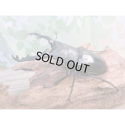 画像1: ☆新成虫☆ギラファノコギリクワガタ（亜種ポロブドゥール）♂90ミリ♀フリーサイズペア販売！！