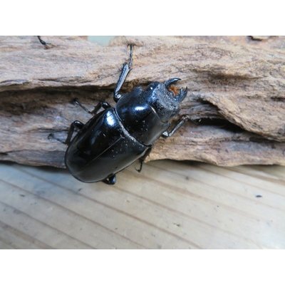 画像5: ☆大型新成虫☆ギラファノコギリクワガタ（亜種ダイスケ）♂108ミリ♀54ミリペア＋♀48ミリ計3頭トリオ販売！！