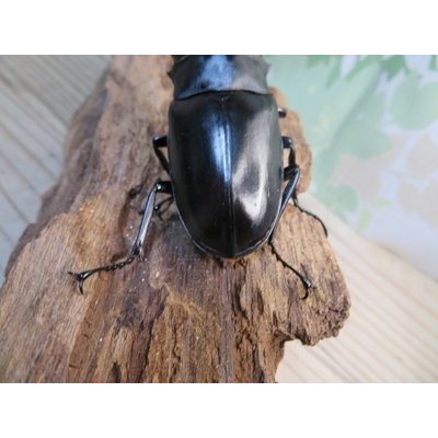 画像3: ☆新成虫☆ギラファノコギリクワガタ（亜種ポロブドゥール）♂89ミリ♀フリーサイズペア販売！！
