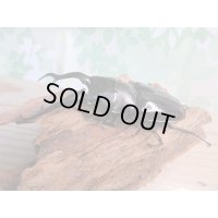 ☆大型新成虫☆ギラファノコギリクワガタ（亜種ダイスケ）♂108ミリ♀54ミリペア＋♀48ミリ計3頭トリオ販売！！