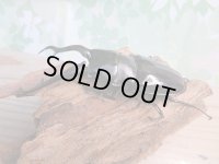 ☆大型新成虫☆ギラファノコギリクワガタ（亜種ダイスケ）♂108ミリ♀54ミリペア＋♀48ミリ計3頭トリオ販売！！