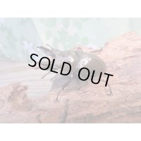 稀少産地☆WF3☆モセリオウゴンオニクワガタ♂48ミリ♀45ミリペア＋♀44ミリ計3頭トリオ販売！！