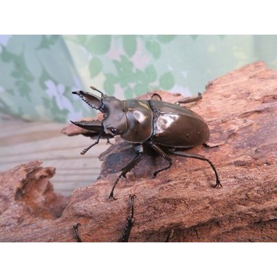 画像1: 稀少産地☆WF3☆モセリオウゴンオニクワガタ♂48ミリ♀45ミリペア＋♀44ミリ計3頭トリオ販売！！