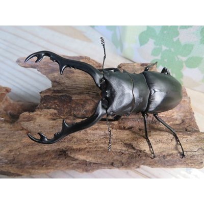 画像2: ☆新成虫☆ギラファノコギリクワガタ（亜種ポロブドゥール）♂92ミリ♀フリーサイズペア販売！！