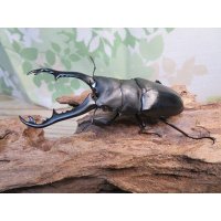 ☆新成虫☆ギラファノコギリクワガタ（亜種ポロブドゥール）♂89ミリ♀フリーサイズペア販売！！