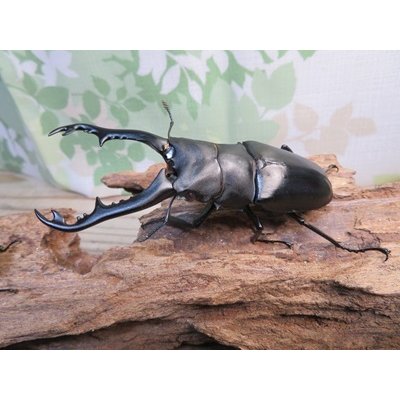 画像1: ☆新成虫☆ギラファノコギリクワガタ（亜種ポロブドゥール）♂89ミリ♀フリーサイズペア販売！！