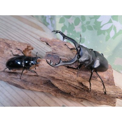 画像5: ☆新成虫☆ギラファノコギリクワガタ（亜種ポロブドゥール）♂92ミリ♀フリーサイズペア販売！！