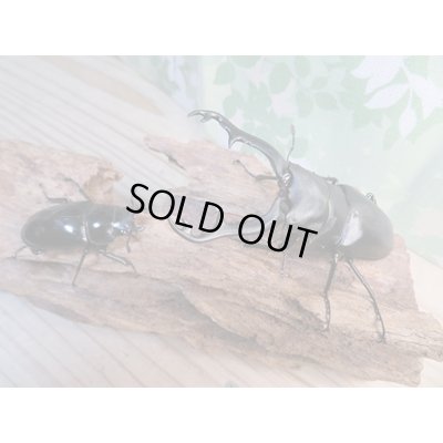 画像5: ☆新成虫☆ギラファノコギリクワガタ（亜種ポロブドゥール）♂92ミリ♀フリーサイズペア販売！！