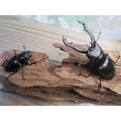 画像5: ☆新成虫☆ギラファノコギリクワガタ（亜種ポロブドゥール）♂86ミリ♀フリーサイズペア販売！！