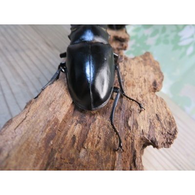 画像3: ☆新成虫☆ギラファノコギリクワガタ（原名亜種）♂92ミリ♀42ミリペア販売！！