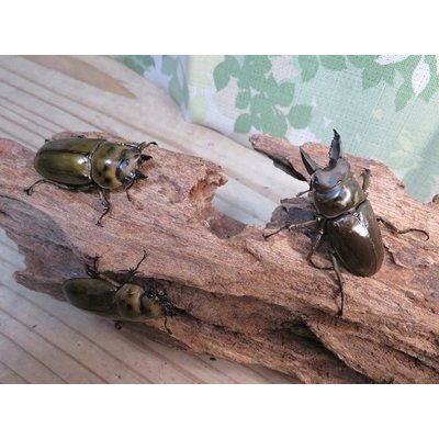 画像6: 稀少産地☆WF3☆モセリオウゴンオニクワガタ♂48ミリ♀45ミリペア＋♀44ミリ計3頭トリオ販売！！