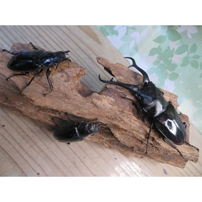 画像6: ☆大型新成虫☆ギラファノコギリクワガタ（亜種ダイスケ）♂108ミリ♀54ミリペア＋♀48ミリ計3頭トリオ販売！！