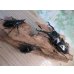 画像6: ☆大型新成虫☆ギラファノコギリクワガタ（亜種ダイスケ）♂108ミリ♀54ミリペア＋♀48ミリ計3頭トリオ販売！！ (6)