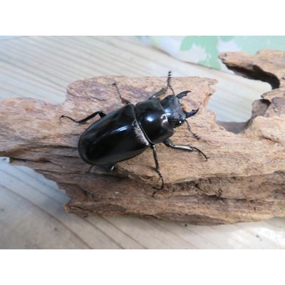 画像4: ☆新成虫☆ギラファノコギリクワガタ（亜種ポロブドゥール）♂90ミリ♀フリーサイズペア販売！！