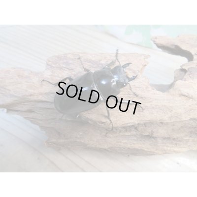 画像4: ☆新成虫☆ギラファノコギリクワガタ（亜種ポロブドゥール）♂90ミリ♀フリーサイズペア販売！！