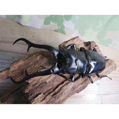 画像2: ☆大型新成虫☆ギラファノコギリクワガタ（亜種ダイスケ）♂108ミリ♀54ミリペア＋♀48ミリ計3頭トリオ販売！！