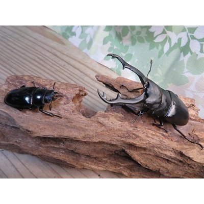画像5: ☆新成虫☆ギラファノコギリクワガタ（亜種ポロブドゥール）♂89ミリ♀フリーサイズペア販売！！