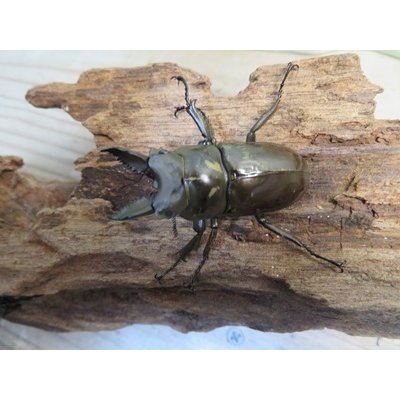 画像2: 稀少産地☆WF3☆モセリオウゴンオニクワガタ♂48ミリ♀45ミリペア＋♀44ミリ計3頭トリオ販売！！