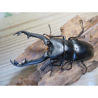 画像2: ☆新成虫☆ギラファノコギリクワガタ（亜種ポロブドゥール）♂86ミリ♀フリーサイズペア販売！！