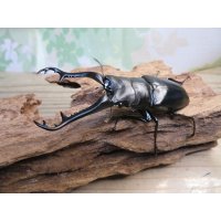 ☆新成虫☆ギラファノコギリクワガタ（原名亜種）♂92ミリ♀42ミリペア販売！！