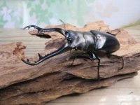 ☆新成虫☆ギラファノコギリクワガタ（原名亜種）♂92ミリ♀42ミリペア販売！！