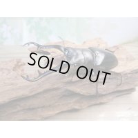 ☆新成虫☆ギラファノコギリクワガタ（原名亜種）♂92ミリ♀42ミリペア販売！！