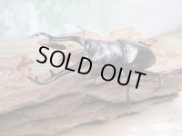 ☆新成虫☆ギラファノコギリクワガタ（原名亜種）♂92ミリ♀42ミリペア販売！！