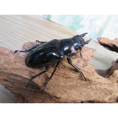 画像4: ☆大型新成虫☆ギラファノコギリクワガタ（亜種ダイスケ）♂108ミリ♀54ミリペア＋♀48ミリ計3頭トリオ販売！！