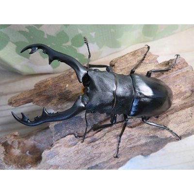 画像2: ☆新成虫☆ギラファノコギリクワガタ（亜種ポロブドゥール）♂90ミリ♀フリーサイズペア販売！！