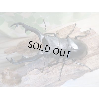 画像2: ☆新成虫☆ギラファノコギリクワガタ（亜種ポロブドゥール）♂90ミリ♀フリーサイズペア販売！！