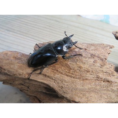 画像4: ☆新成虫☆ギラファノコギリクワガタ（原名亜種）♂92ミリ♀42ミリペア販売！！