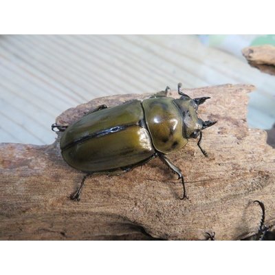 画像4: 稀少産地☆WF3☆モセリオウゴンオニクワガタ♂48ミリ♀45ミリペア＋♀44ミリ計3頭トリオ販売！！