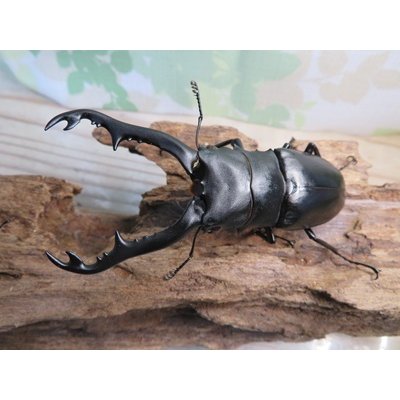 画像2: ☆新成虫☆ギラファノコギリクワガタ（亜種ポロブドゥール）♂89ミリ♀フリーサイズペア販売！！