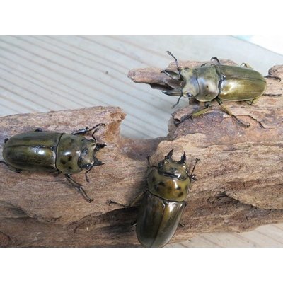 画像6: 稀少産地☆WF3☆モセリオウゴンオニクワガタ♂49ミリ♀42ミリペア＋♀42ミリ計3頭トリオ販売！！