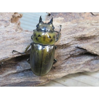 画像4: 稀少産地☆WF3☆モセリオウゴンオニクワガタ♂49ミリ♀42ミリペア＋♀42ミリ計3頭トリオ販売！！