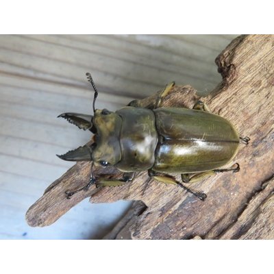 画像2: 稀少産地☆WF3☆モセリオウゴンオニクワガタ♂49ミリ♀42ミリペア＋♀42ミリ計3頭トリオ販売！！