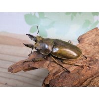 稀少産地☆WF3☆モセリオウゴンオニクワガタ♂49ミリ♀42ミリペア＋♀42ミリ計3頭トリオ販売！！