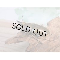 稀少産地☆WF3☆モセリオウゴンオニクワガタ♂49ミリ♀42ミリペア＋♀42ミリ計3頭トリオ販売！！