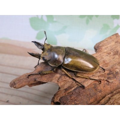 画像1: 稀少産地☆WF3☆モセリオウゴンオニクワガタ♂49ミリ♀42ミリペア＋♀42ミリ計3頭トリオ販売！！